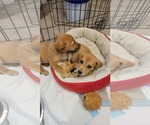 Small #2 Labrador Retriever Mix