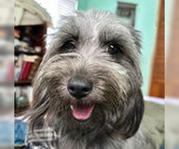 Medium Photo #2 - Mix Puppy For Sale in Fremont, CA, USA