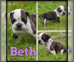 Small Photo #1 Olde English Bulldogge Puppy For Sale in WHEELER, MI, USA