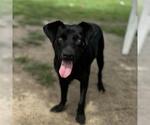 Small #1 Labrador Retriever
