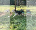 Small #4 Huskies  Mix