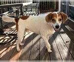 Small Photo #8 English Foxhound-Unknown Mix Puppy For Sale in Cary, NC, USA
