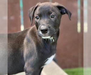 Juice Box Pup - Yoohoo - Male Labrador Retriever-Unknown Mix Dog for Adoption - Photo #4
