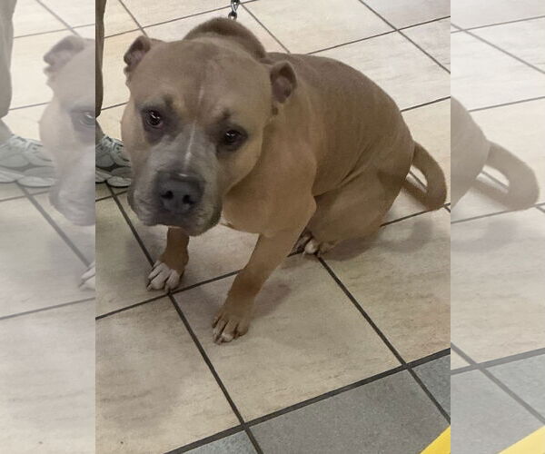 Medium Photo #3 American Pit Bull Terrier-Unknown Mix Puppy For Sale in Virginia Beach, VA, USA