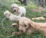 Small #2 Goldendoodle