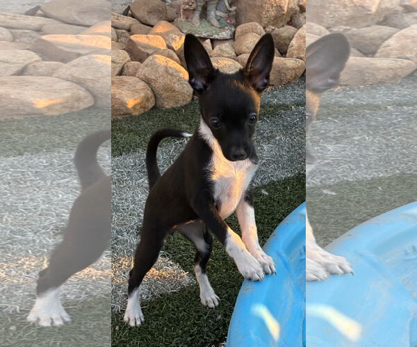 Medium Photo #3 Chihuahua Puppy For Sale in Hesperia, CA, USA