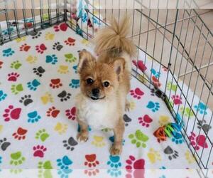 Pomeranian Puppy for sale in ORO VALLEY, AZ, USA