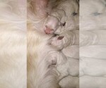 Small Photo #1 English Cream Golden Retriever Puppy For Sale in WEST POINT, VA, USA