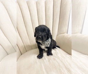 Golden Mountain Doodle Puppy for sale in LELAND, NC, USA