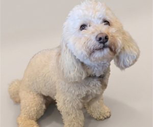 Mother of the Bichon Frise-Cock-A-Poo Mix puppies born on 07/24/2026
