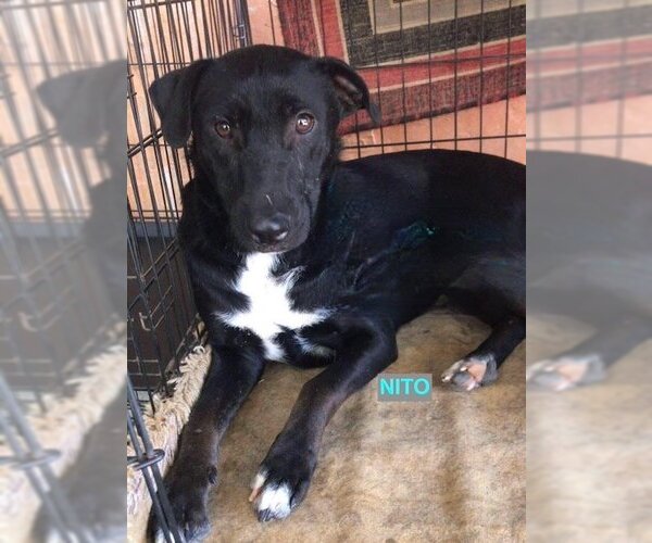 Medium Photo #1 Labrador Retriever-Unknown Mix Puppy For Sale in Woodland Hills, CA, USA