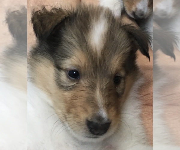 Medium Photo #9 Collie Puppy For Sale in BRANCH, MN, USA