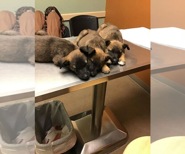 Medium Photo #4 Mutt Puppy For Sale in Imlay City, MI, USA