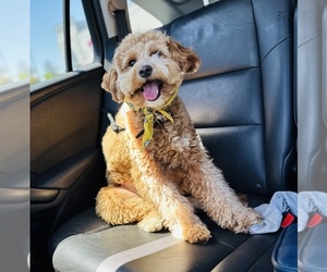 Mother of the Goldendoodle (Miniature) puppies born on 10/06/2025