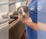 Puppy Puppy 7 American Bully-Cane Corso Mix