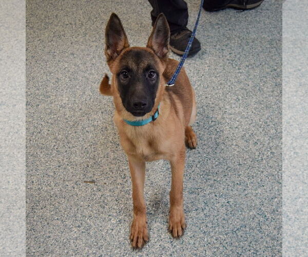 Medium Photo #3 German Shepherd Dog-Unknown Mix Puppy For Sale in Huntley, IL, USA