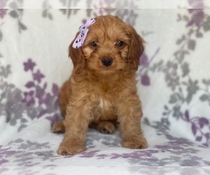 Cocker Spaniel-Poodle (Miniature) Mix Puppy for sale in LAKELAND, FL, USA