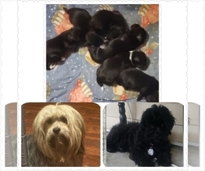 Shorkie Tzu Puppy for sale in MOUNT PLEASANT, PA, USA