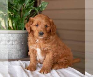 Goldendoodle (Miniature) Puppy for Sale in NEWMANSTOWN, Pennsylvania USA