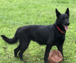 Small Photo #1 German Shepherd Dog Puppy For Sale in NICHOLASVILLE, KY, USA