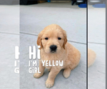 Small Golden Retriever