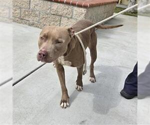 Mutt Dogs for adoption in Downey, CA, USA
