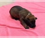 Puppy Light purple Belgian Malinois