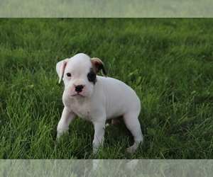 Boxer Puppy for sale in SHILOH, OH, USA