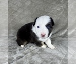 Small #17 Australian Shepherd