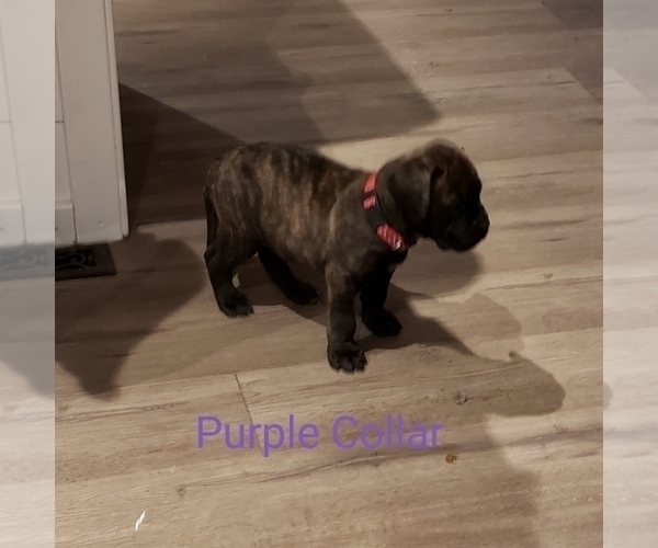 Medium Photo #4 Bullmastiff Puppy For Sale in GLEN BURNIE, MD, USA