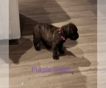 Small Photo #4 Bullmastiff Puppy For Sale in GLEN BURNIE, MD, USA