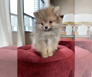Pomeranian Puppy for sale in MANHATTAN, NY, USA