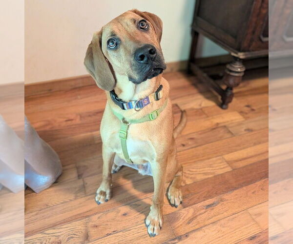 Medium Photo #26 Mutt Puppy For Sale in Vail, AZ, USA