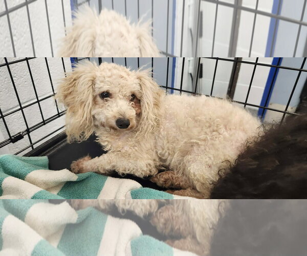 Medium Photo #9 Shih Tzu-Unknown Mix Puppy For Sale in Pacolet, SC, USA