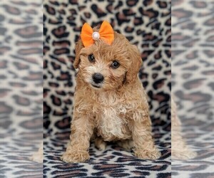 Cavachon-Poodle (Toy) Mix Puppy for sale in LANCASTER, PA, USA