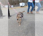 Small Catahoula Leopard Dog