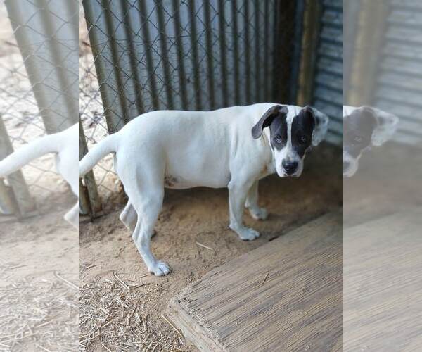 Medium Photo #3 Mutt Puppy For Sale in Eastman, GA, USA