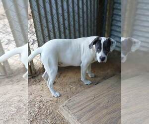 Shiloh - Female Mutt Dog for Adoption - Photo #3