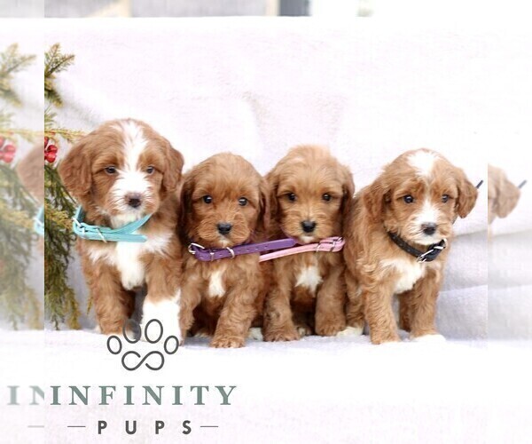 Medium Photo #3 Goldendoodle (Miniature) Puppy For Sale in EPHRATA, PA, USA