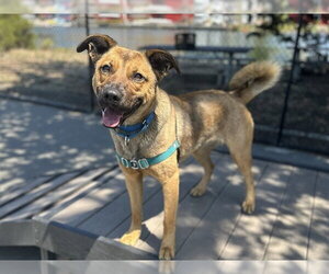 German Shepherd Dog-Unknown Mix Dogs for adoption in Berkeley , CA, USA