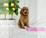 Small #1 Goldendoodle (Miniature)