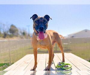 Boxer-Unknown Mix Dogs for adoption in Louisville, KY, USA