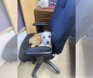 Mutt Dogs for adoption in Sparta, TN, USA
