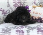 Small Photo #2 Shih-Poo Puppy For Sale in LAKELAND, FL, USA