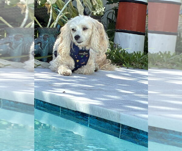 Medium Photo #12 Poodle (Miniature)-Unknown Mix Puppy For Sale in Plantation, FL, USA