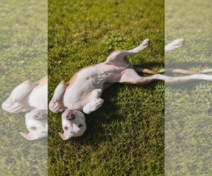 Mutt Dogs for adoption in Spotsylvania, VA, USA