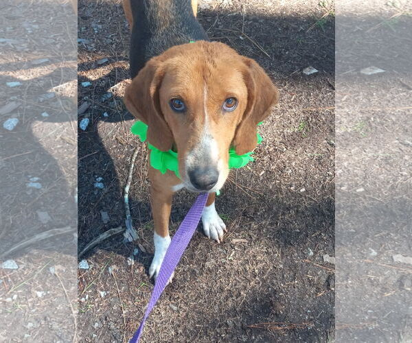 Medium Photo #15 Mutt Puppy For Sale in Murfreesboro, NC, USA