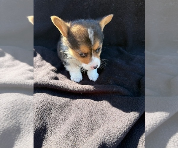 Medium Photo #4 Pembroke Welsh Corgi Puppy For Sale in WATERTOWN, WI, USA
