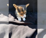 Small #3 Pembroke Welsh Corgi