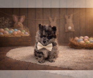 Pomeranian Puppy for sale in RIPLEY, MS, USA